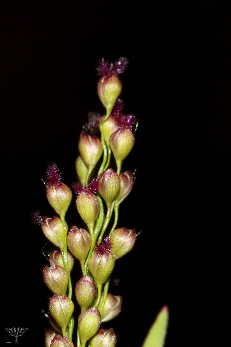 Isachne globosa (Thunb.) Kuntze